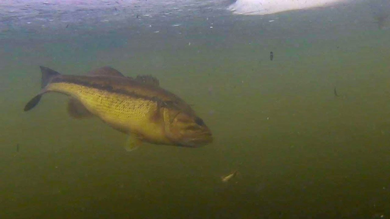 WATCH THIS BASS EAT A SHINER UNDER THE ICE Ice Fishing 2019 YouTube