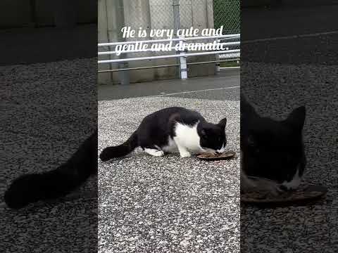 feeding cute street cat in kochi Shi,japan part-18 #日本 #猫 #地域猫 #ねこ動画 #かわいい猫 #shorts #streetcat #cat