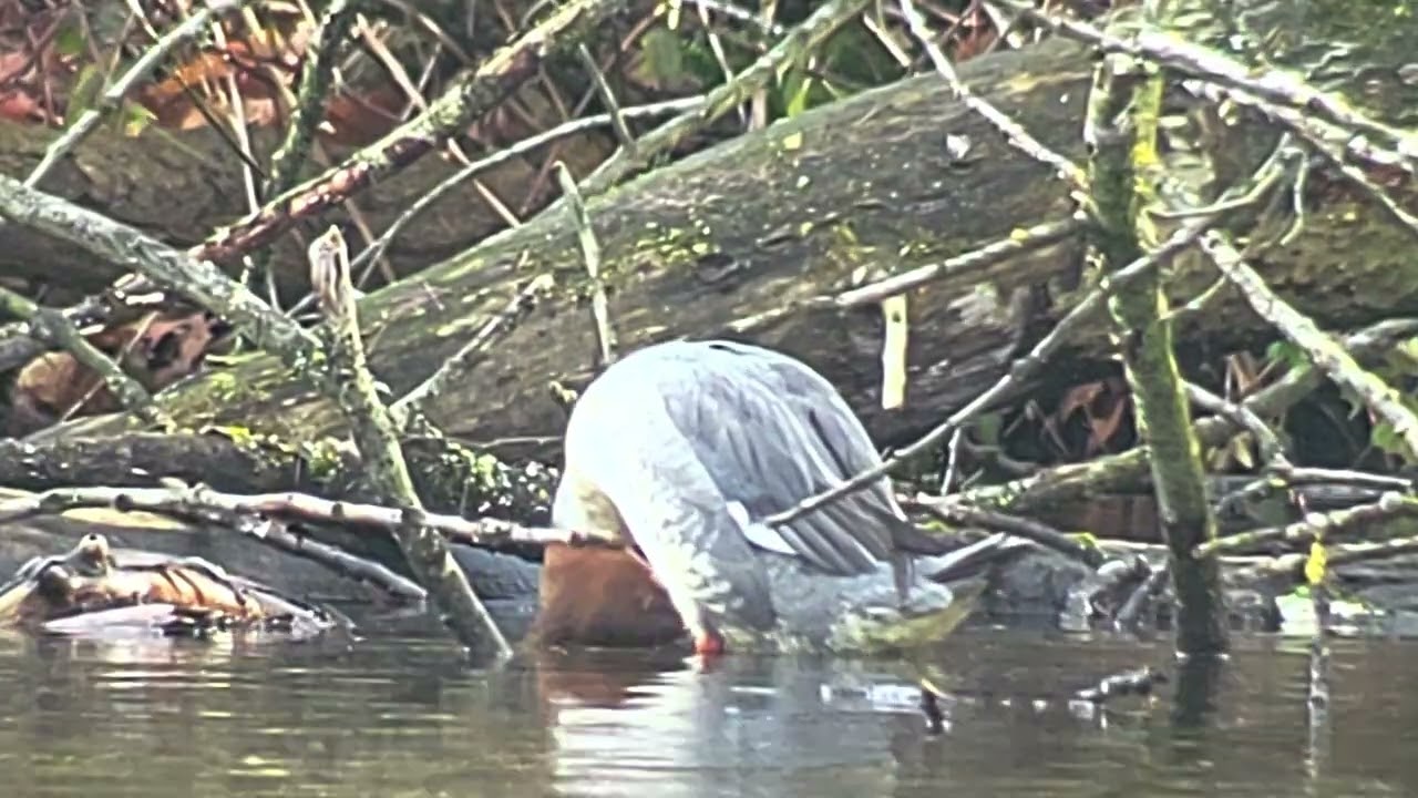 Filmpje 14 grote zaagbekken Gertrijvijver Prinsenpark. Maa 23 /02 /2026 #andrenuyens #Prinsenpark 