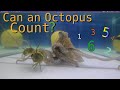 Can an Octopus Count - Viewer Request