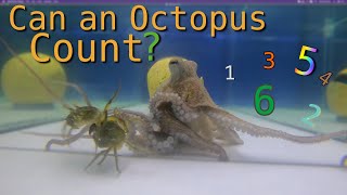 Can an Octopus Count - Viewer Request