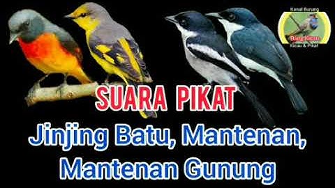 pikat jinjing batu, mantenan, mantenan gunung | SUARA PIKAT AMPUH durasi 1 jam