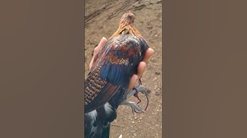 chương trình tặng gà miễn phí sẽ kết thúc vào ngày 1/10/2025 ae gà còn chưa biết của ai