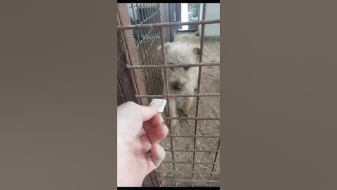 Zwei Neuankömmlinge im Tierheim in Kaposvar, Ungarn ❤️