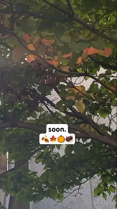 They’re going to know 👀 #harvard #september #fall #autumnleaves #campus #hgse #autumn
