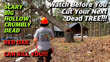 BEFORE You Cut that Dead TREE, Watch This!