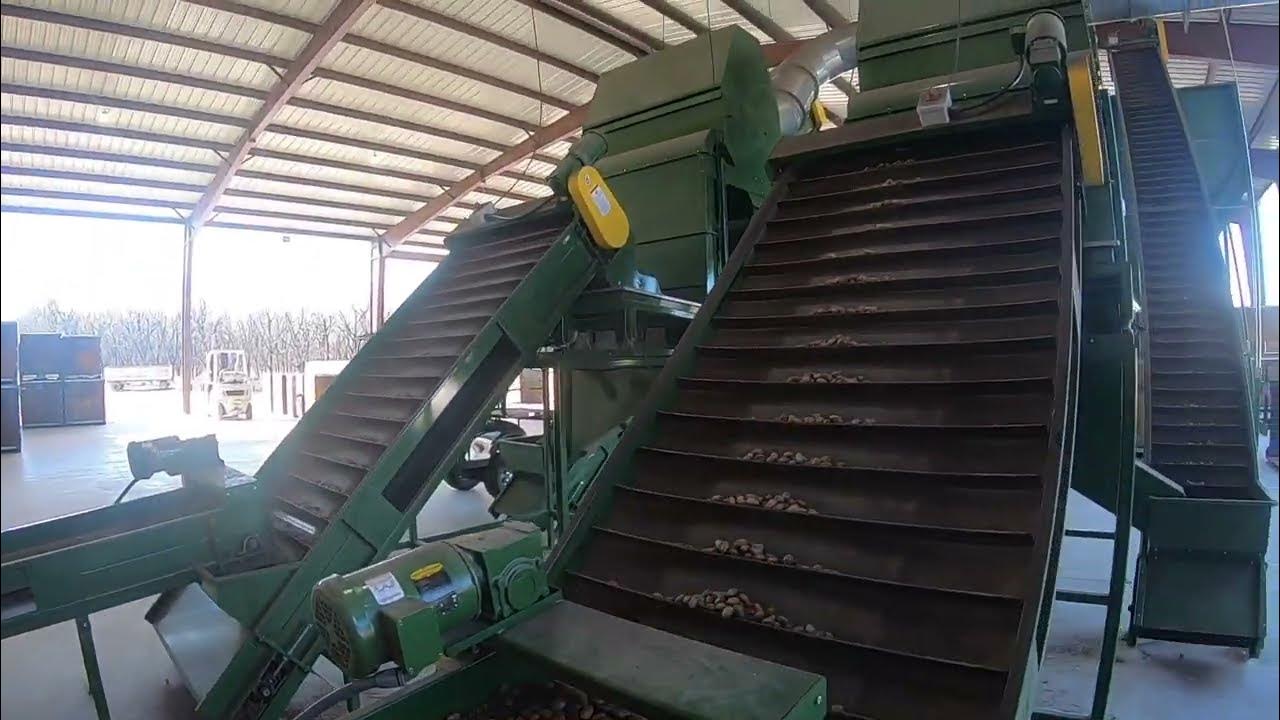 Pecan Processing by Wizard Manufacturing YouTube