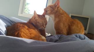 Cats grooming each other Pepe  grooming hunter