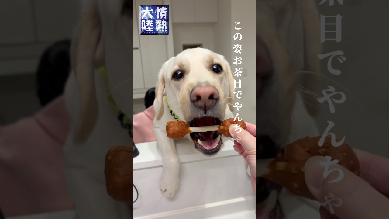 虎丸は甘えたの破壊王 #ラブラドールレトリバー #大型犬 #情熱大陸 #てんぷれお借りしました
