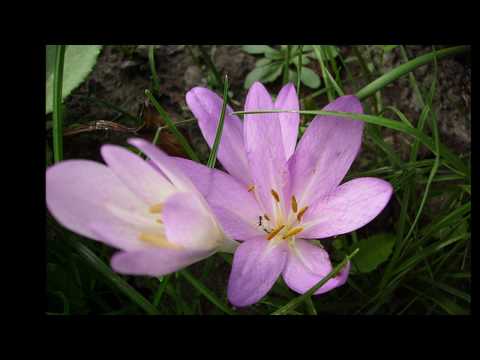 Robert Stolz, 20 Blumenlieder - Herbstzeitlosen (A...