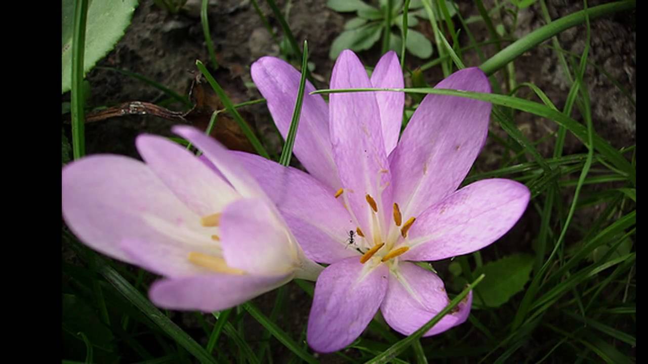 Robert Stolz, 20 Blumenlieder - Herbstzeitlosen (Autumn Crocuses, Les colchiques)