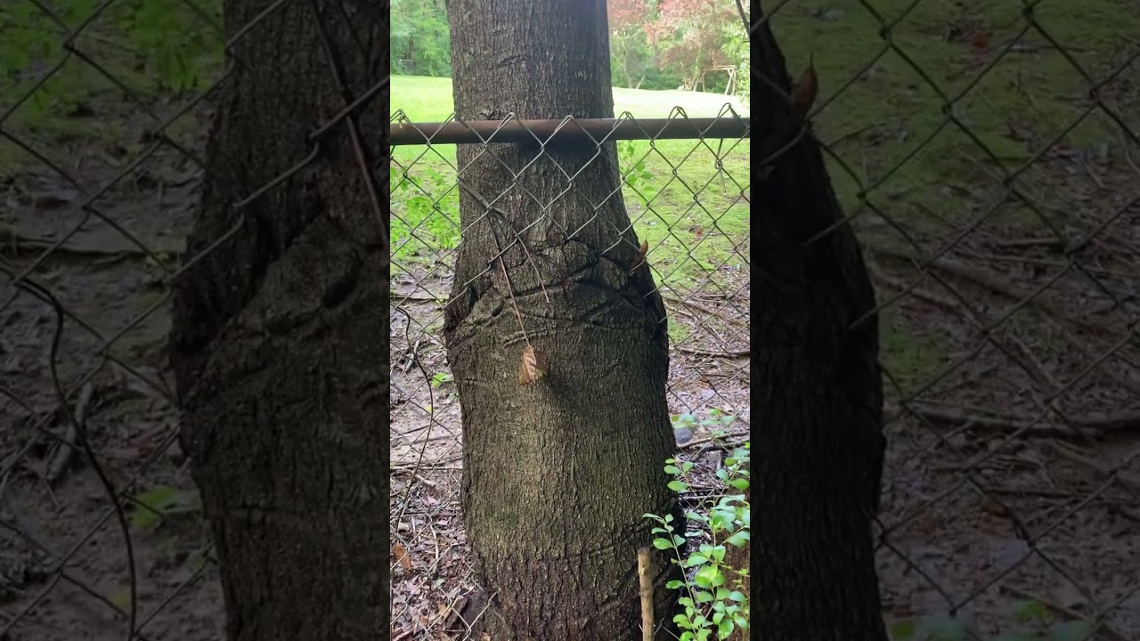 The Obstacle Is the Path: Embracing Challenges for Growth