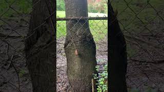 The Obstacle Is the Path: Embracing Challenges for Growth