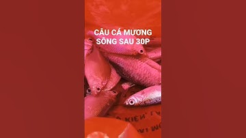 Câu Cá Mương Ở Sông Tự Nhiên,Sau 30p ngồi,Ai Được Vậy Điểm Danh Nào #câucá #câucátựnhiên #cauca #cá
