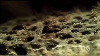 Surinam Toad 0