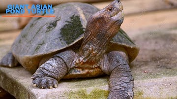 Những Gì Bạn Chưa Biết Về 10 Loài Rùa Nằm Trong Sách Đỏ Việt Nam Đang Có Nguy Cơ Tuyệt Chủng