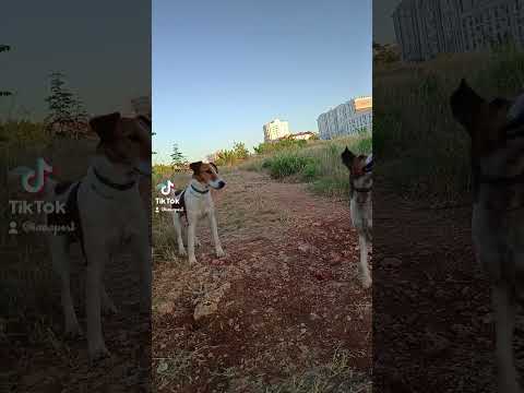 #собака #фокстерьер #dog