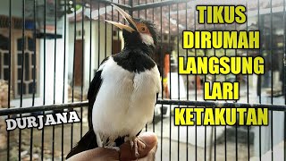 Jalak suren unik bersuara kucing, cocok buat penunggu rumah yg banyak tikus