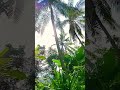 pongkor