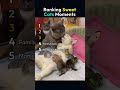 Ranked Sweet Cats Moments