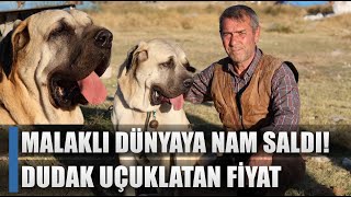 Malaklı Köpekleri Dünyaya Nam Saldı! İşte Yurtdışına Satış Fiyatı! / AGRO TV HABER