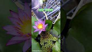 Please like share and subscribe @chaadbaganerkhutinati3756 #waterlilly #ratnadas #ankur #rooftop