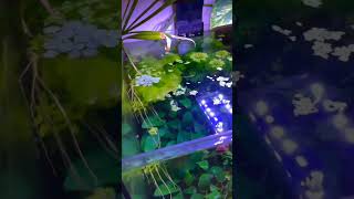 🦐Shrims Breeding Planted Aquarium DIY Setup....