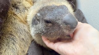 Marmots OmoPuku licking my hand