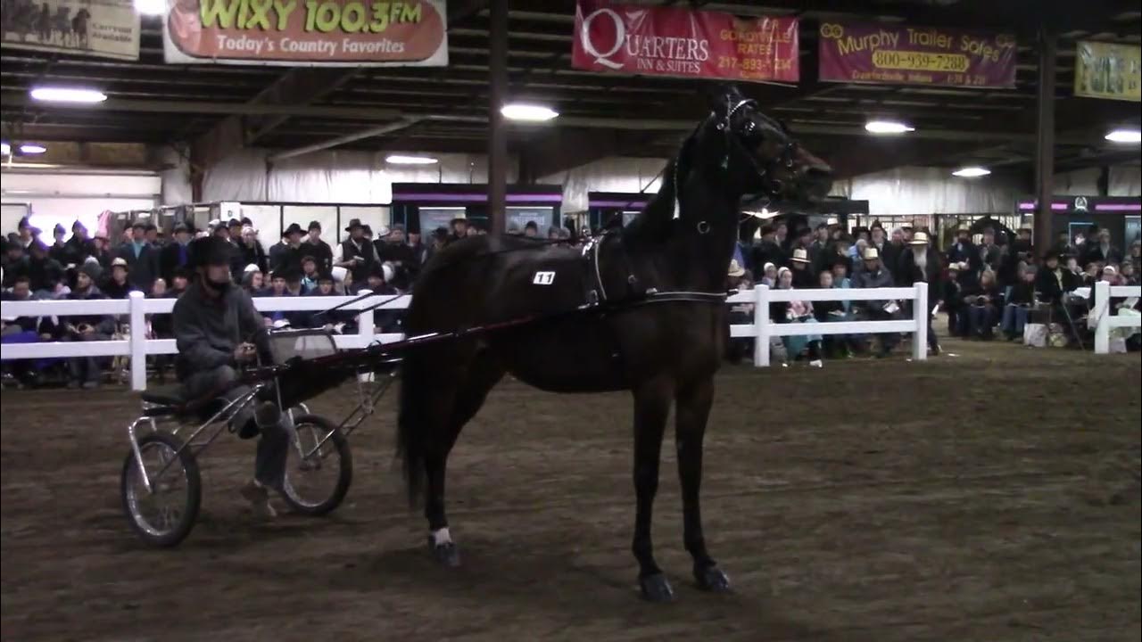 MidAmerica Trotting Sale Lot 11 Video Highlight YouTube