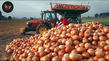 Modern Onion Farming Technology- How to Process TONS of Onions in Factory