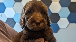 Murphy 9 weeks & 3 days old