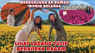 KE RUMAH KAKAK LIHAT LADANG TULIP BERANEKA RAGAM, SEPERTI DI NEGRI DOGENG