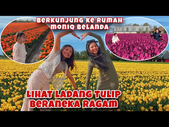 KE RUMAH KAKAK LIHAT LADANG TULIP BERANEKA RAGAM, SEPERTI DI NEGRI DOGENG class=