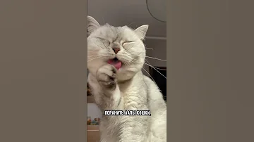 Какой наполнитель для кошачьего лотка лучше выбрать #кот #коты #shorts