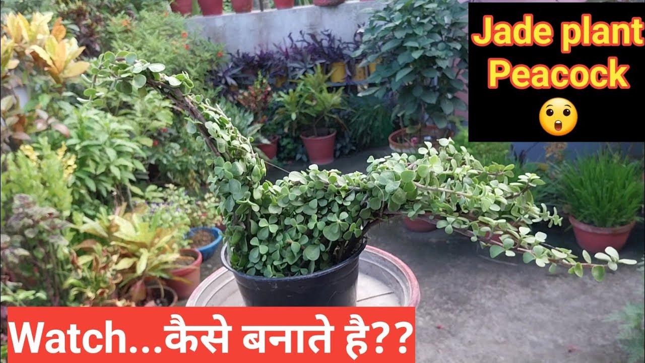 How to make Jade plant peacock 🦚// Jade plant topiary // Jade plant