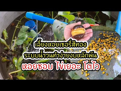 เลี้ยงหอยเชอรี่สีทองด้วยระบบน้ำวนไข่ออกเยอะ #วิธีเลี้ยงหอยเชอรี่สีทอง #โตอี้ฟาร์ม โทร : 0903293646