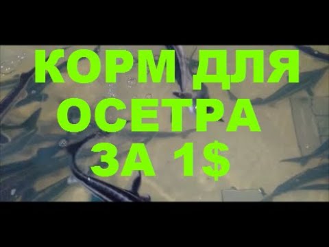 КОРМ ДЛЯ ОСЕТРА ЗА 1 $