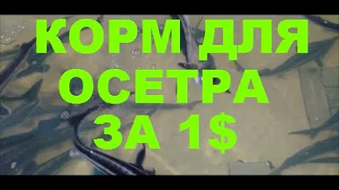 КОРМ ДЛЯ ОСЕТРА ЗА 1 $