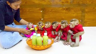 6 Monkey Sibling Sit Attentively Wait For Their  Soy Milk Time