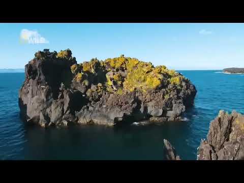 Жизнь на диких островах. Документальный фильм National Geographic