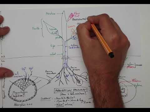 Vidéo: Qu'est-ce qu'un Granum dans une plante ?