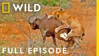 Blood Feud (Full Episode) | Animal Fight Night by Nat Geo WILD 124,423 views 7 days ago 44 minutes