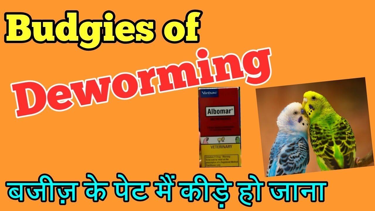 BUDGIES KI DEWORMING KESE KARWANI HAI HINDI URDU YouTube