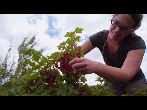 Video: Apakah pertanian di Midwest?