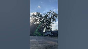 Tree work timelapse #arborist #tree #chainsaw #stihl #logging #firewood #machine #operator #merlo