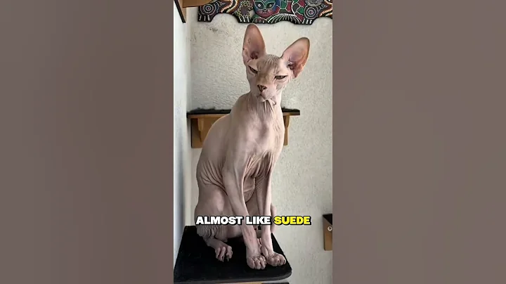 Video 10894051: sphynx cat, cat animals facts