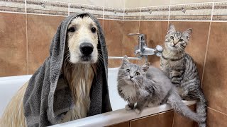 Funny Kittens Reaction to a Golden Retriever Taking a Bath