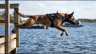 Details Suspect Chased Off a 40-Foot Bridge-K9 Streeter , K9 Endo, K9 Eddie Guide