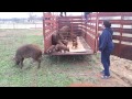 Red wattles mamas and babies being set free in the paddock