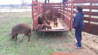Red wattles mamas and babies being set free in the paddock
